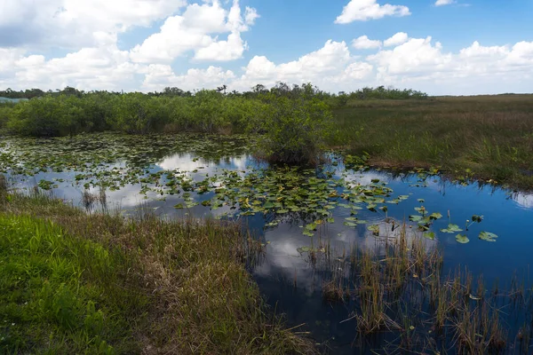 Slenteren Door Moerassen Vegetatie Van Everglades National Park Een Zonnige — Stockfoto