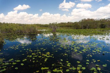 Güneşli bir günde Everglades Ulusal Parkı 'nın bataklıklarında ve bitkilerinde geziniyorum.