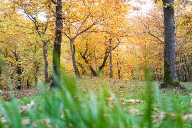 Ormanın içindeki patika sonbahar mevsiminde Santa Maria del Faggio tapınağına ulaşacak.