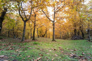 Ormanın içindeki patika sonbahar mevsiminde Santa Maria del Faggio tapınağına ulaşacak.