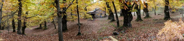 Une Vieille Maison Pierre Sur Chemin Intérieur Bois Pour Atteindre — Photo