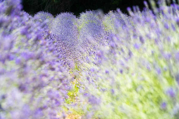 Walking Lavender Field Sunny Day — Stockfoto