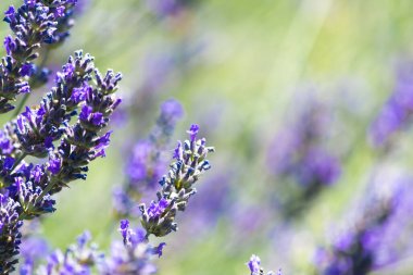 Walking in a lavender field during a sunny day
