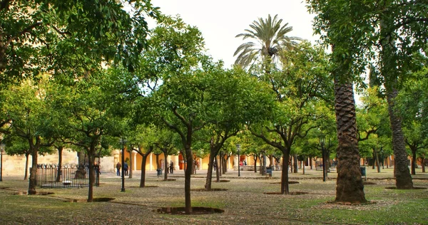 Patio de los naranjos na mezquita Córdoba — Stock fotografie