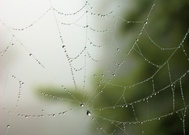 örümcek su damlaları ile net