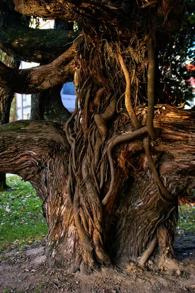 Tree Trunk Garden Passeio Alegre Porto Portugal — Stock Photo, Image