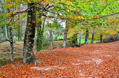 Sonbaharda Portekiz 'deki Peneda Geres Ulusal Parkı' nda Albergaria Ormanı