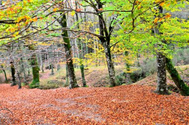 Sonbaharda Portekiz 'deki Peneda Geres Ulusal Parkı' nda Albergaria Ormanı
