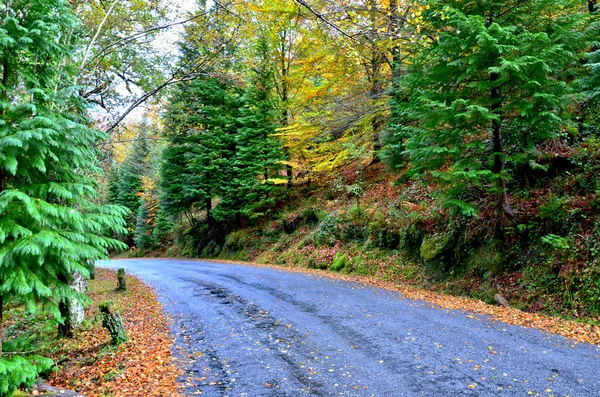 Albergaria Forest Autumn Peneda Geres National Park Portugal — Stock Photo, Image