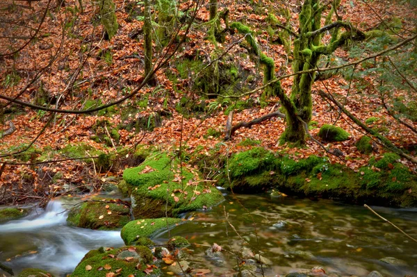 Albergaria Forêt Automne Dans Parc National Peneda Geres Portugal — Photo