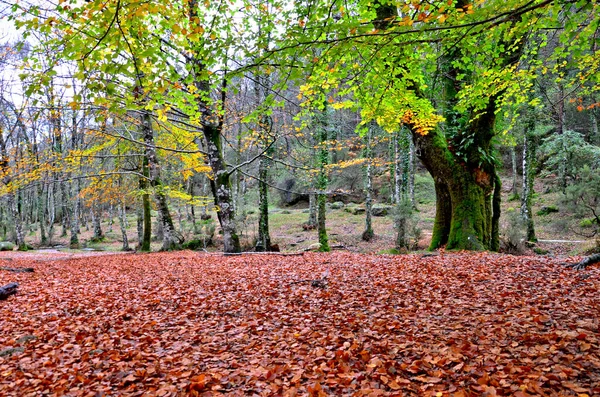 Albergaria Forest Autumn Peneda Geres National Park Portugal — Zdjęcie stockowe