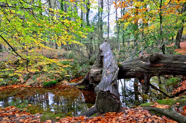 Albergaria Forest Autumn Peneda Geres National Park Portugal — Stock Photo, Image