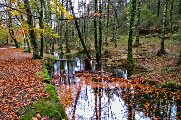ポルトガル ペネダ ゲレス国立公園の秋のアルベルガリアの森 — ストック写真
