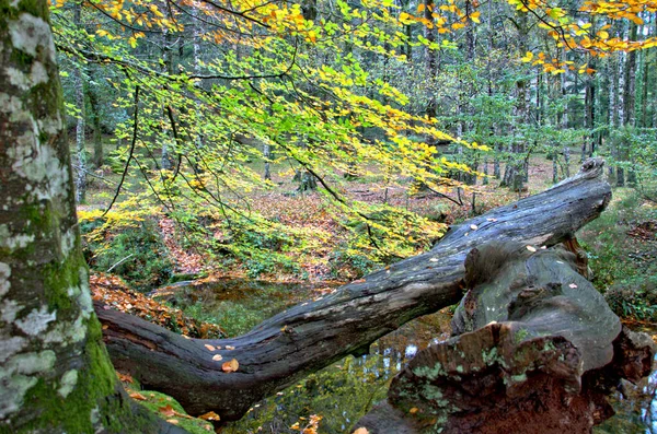 Albergaria Forest Autumn Peneda Geres National Park Portugal — Stockfoto