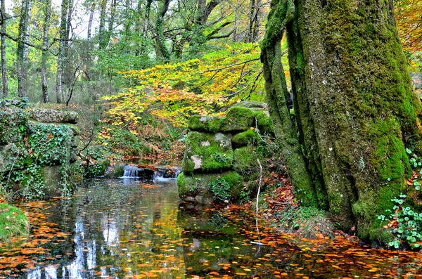 Albergaria Forest Autumn Peneda Geres National Park Portugal — Stock Photo, Image