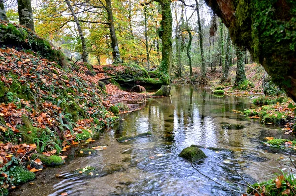 Floresta Albergaria Outono Parque Nacional Peneda Geres Portugal — Fotografia de Stock