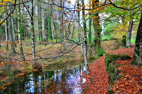 Albergaria Forest Autumn Peneda Geres National Park Portugal — Fotografia de Stock