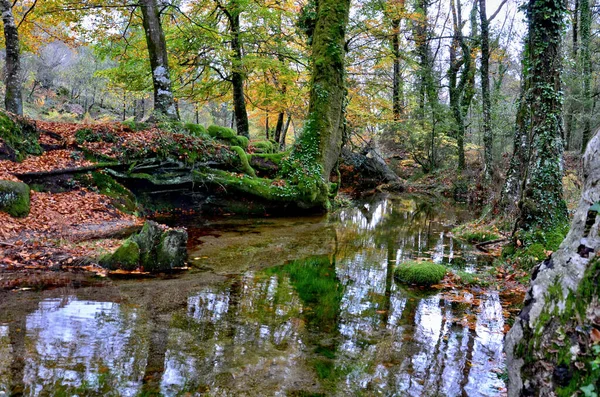 Δάσος Albergaria Φθινόπωρο Στο Εθνικό Πάρκο Peneda Geres Πορτογαλία — Φωτογραφία Αρχείου