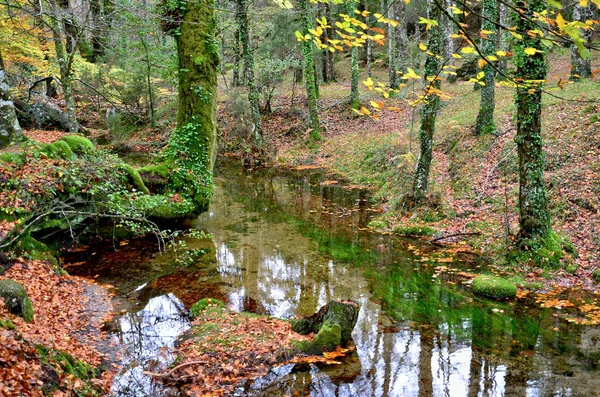 Δάσος Albergaria Φθινόπωρο Στο Εθνικό Πάρκο Peneda Geres Πορτογαλία — Φωτογραφία Αρχείου