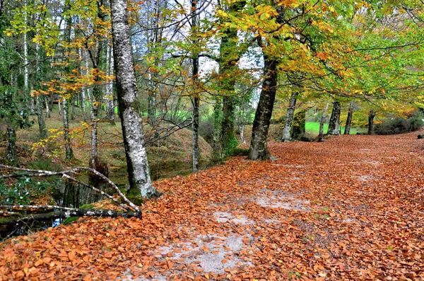 Осенний Лес Аларии Национальном Парке Пенеда Жереш Португалия — стоковое фото