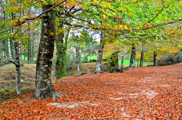 Δάσος Albergaria Φθινόπωρο Στο Εθνικό Πάρκο Peneda Geres Πορτογαλία — Φωτογραφία Αρχείου