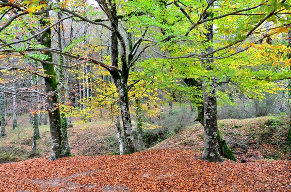 Осенний Лес Аларии Национальном Парке Пенеда Жереш Португалия — стоковое фото