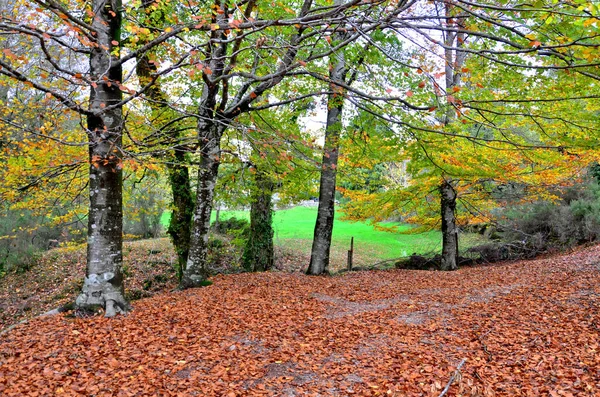 Albergaria Wald Herbst Peneda Geres Nationalpark Portugal — Stockfoto