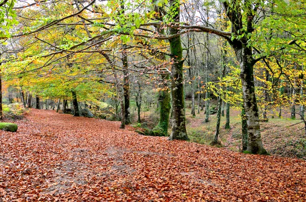 Albergaria Forest Autumn Peneda Geres National Park Portugal — Stock Photo, Image