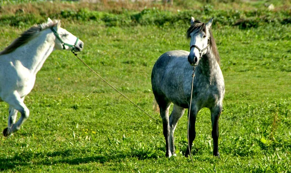 Horses Field Esposende North Portugal — Zdjęcie stockowe