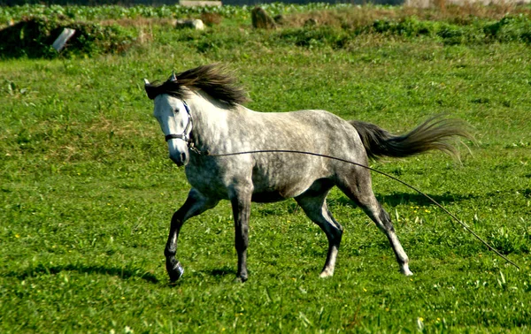 Horses Field Esposende North Portugal — 스톡 사진