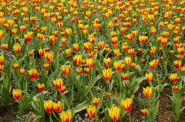 Tulip flower in spring — Stock Photo, Image