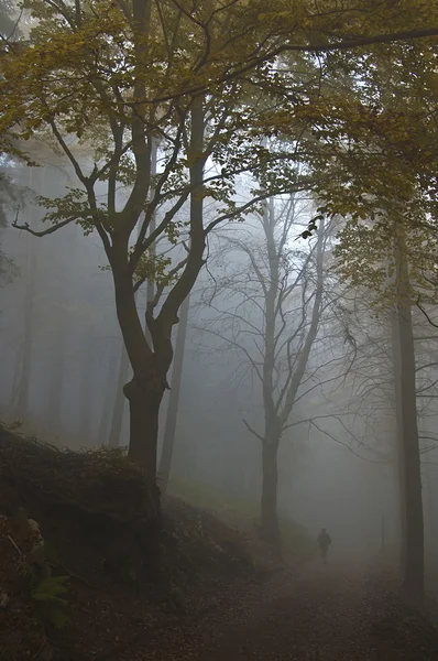 Nevoeiro na floresta — Fotografia de Stock