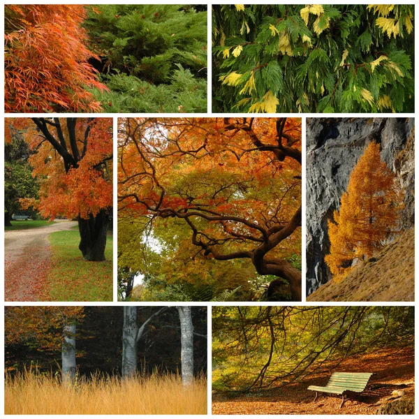 Collage herbstlicher Farben — Stockfoto