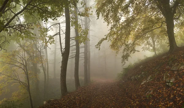 Nebel im Wald — Stockfoto