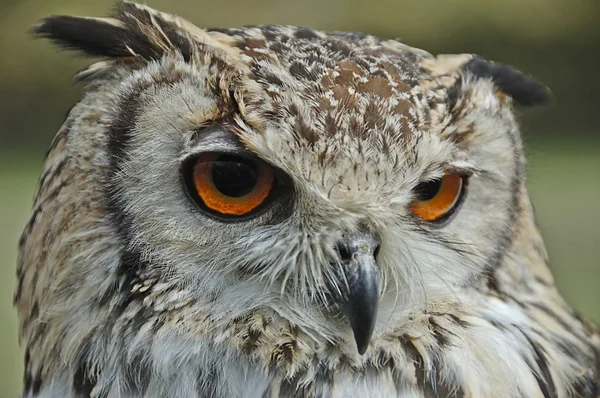 Eule mit orangen Augen — Stockfoto