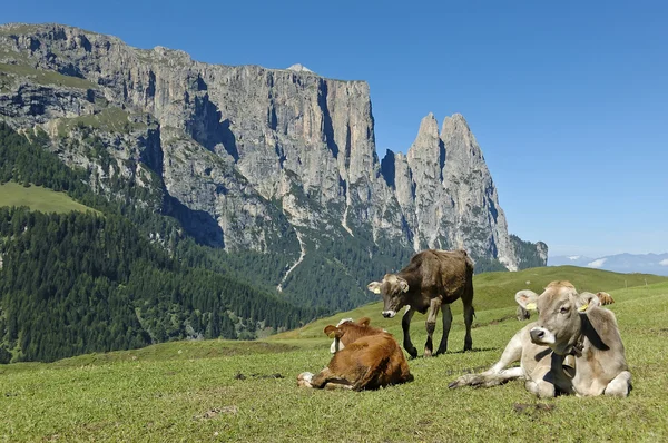 Grazing cows, Seiser Alm — Stock Photo, Image