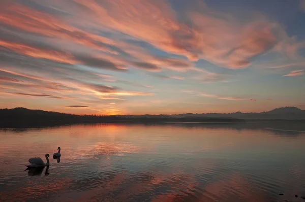 Cisne no lago Varese ao pôr do sol — Fotografia de Stock