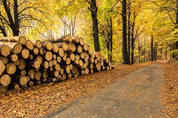 Firewood — Stock Photo, Image