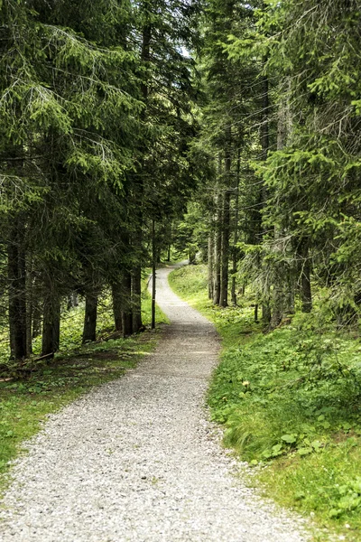 Path in the forest of Paneveggio — Stock Photo, Image