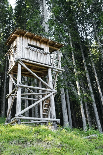 Птах спостерігає вежу в лісі — стокове фото