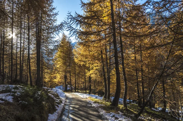 Sendero de montaña en temporada de otoño, Alpe Devero —  Fotos de Stock