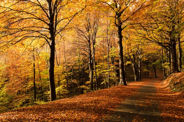 Herbstliche Farben im Wald — Stockfoto