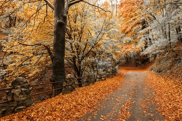 Herbstliche Farben im Wald — Stockfoto