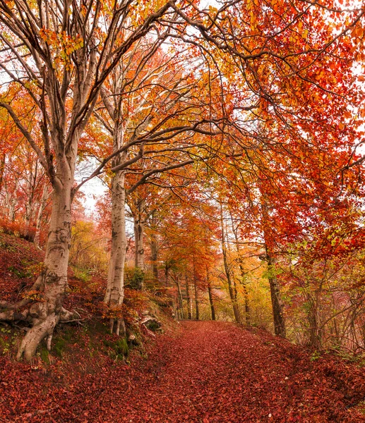 Autumn in the park of Campo dei Fiori, Varese — Stock Photo, Image