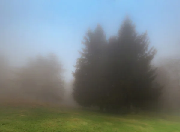 Trees in the fog, Campo dei Fiori - Varese — Stock Photo, Image