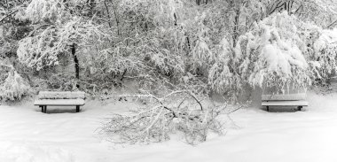 snowy orman, varese banklar