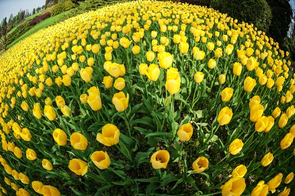 Field of tulips — Stock Photo, Image