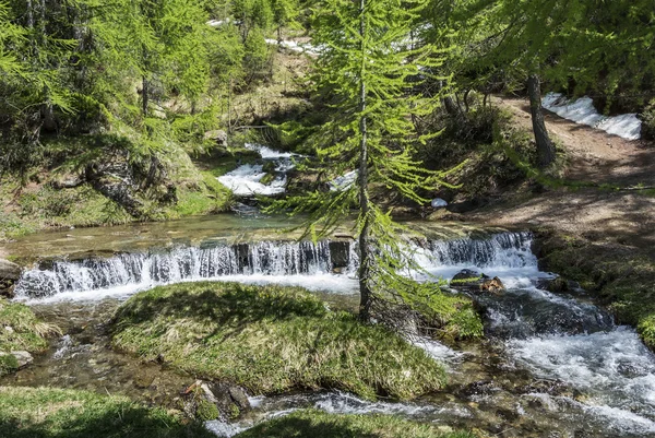 Fluss im Wald von devero alp — Stockfoto
