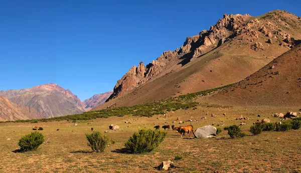 Vallée de montagne dans les Andes avec des bovins mangeant de l'herbe, Argentine, Amérique du Sud — Photo