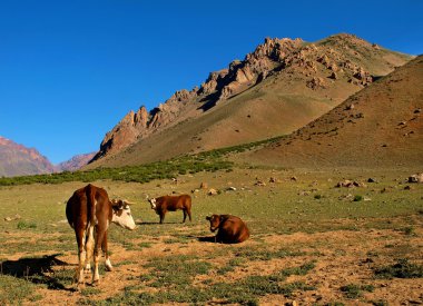 çim, Arjantin, Güney Amerika yemek sığır ile Andes dağ Vadisi